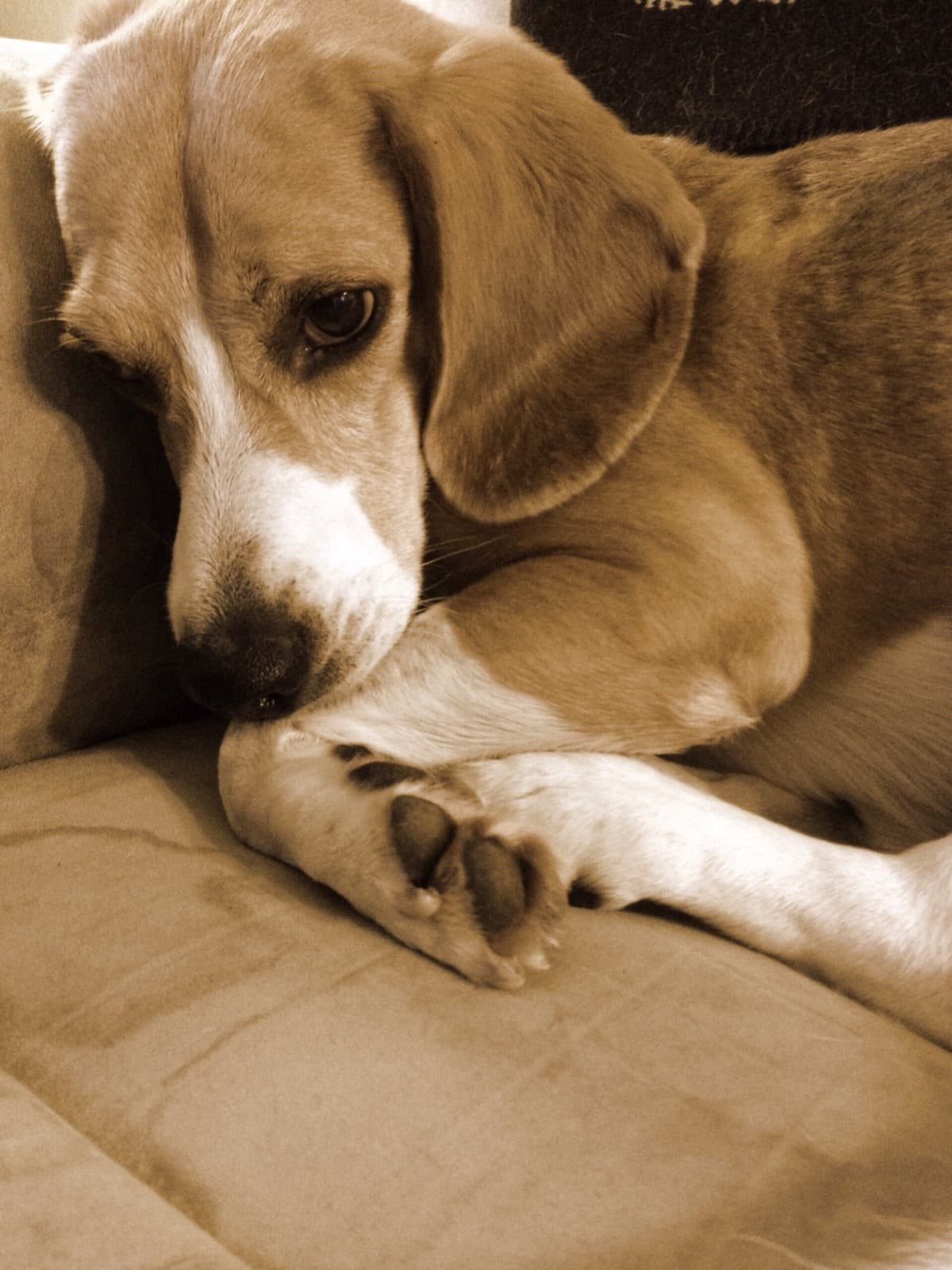 Marty resting his head on a couch, paws crossed