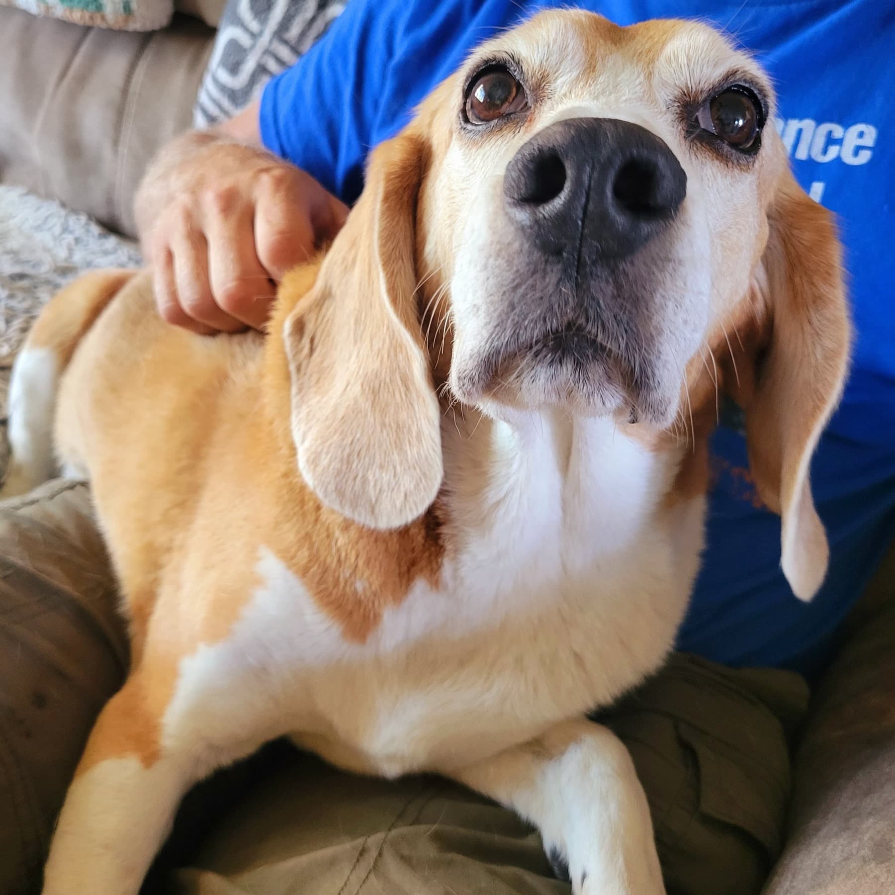 Marty looking up while being cuddled