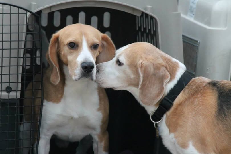 Marty's first day of freedom — kissing another beagle after rescue